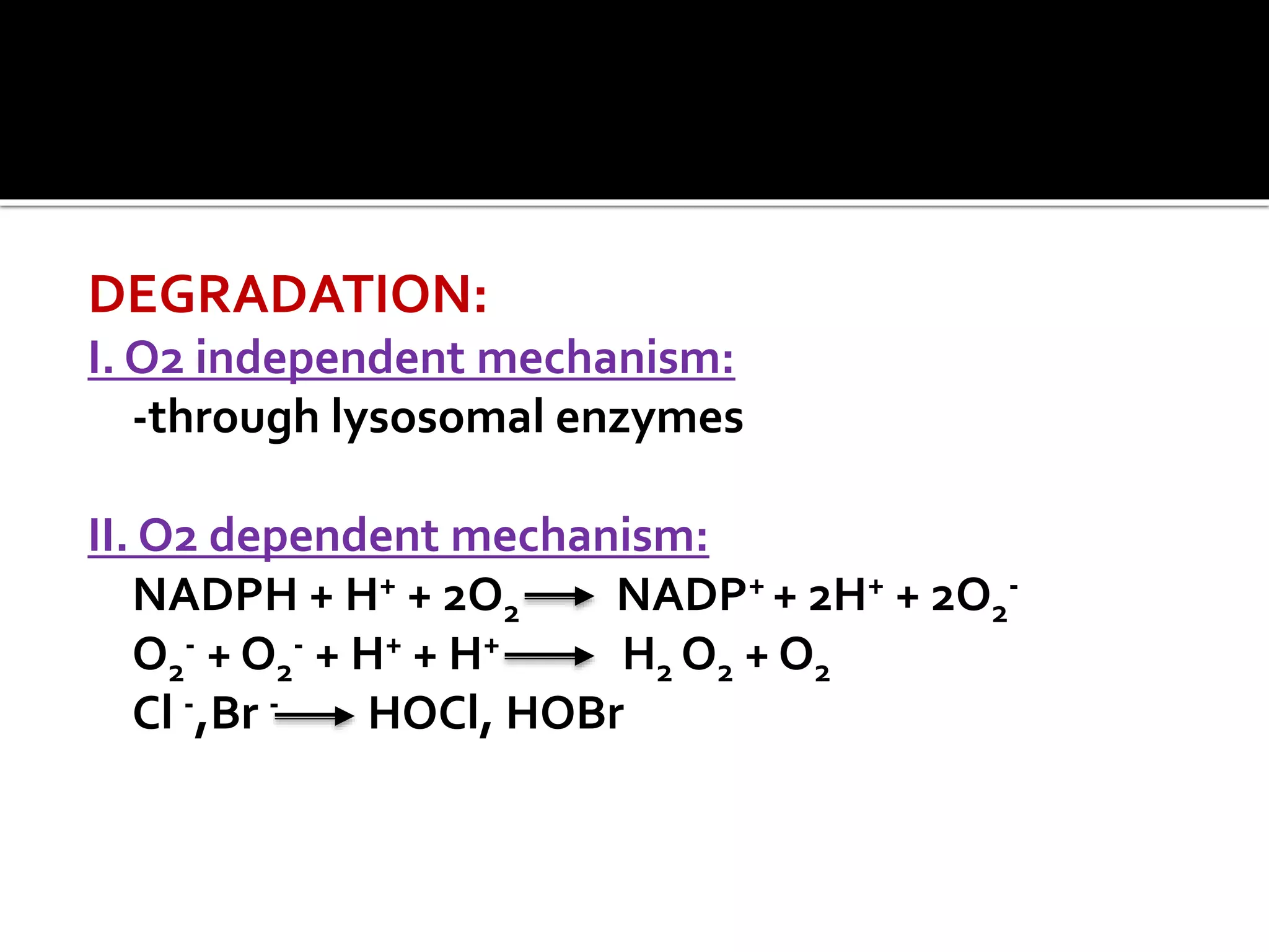 DEGRADATION: 
I. O2 independent mechanism: 
-through lysosomal enzymes 
II. O2 dependent mechanism: 
NADPH + H+ + 2O2 NADP+ + 2H+ + 2O2 
- 
O2 
- + O2 
- + H+ + H+ H2O2 + O2 
Cl -,Br - HOCl, HOBr 
 
