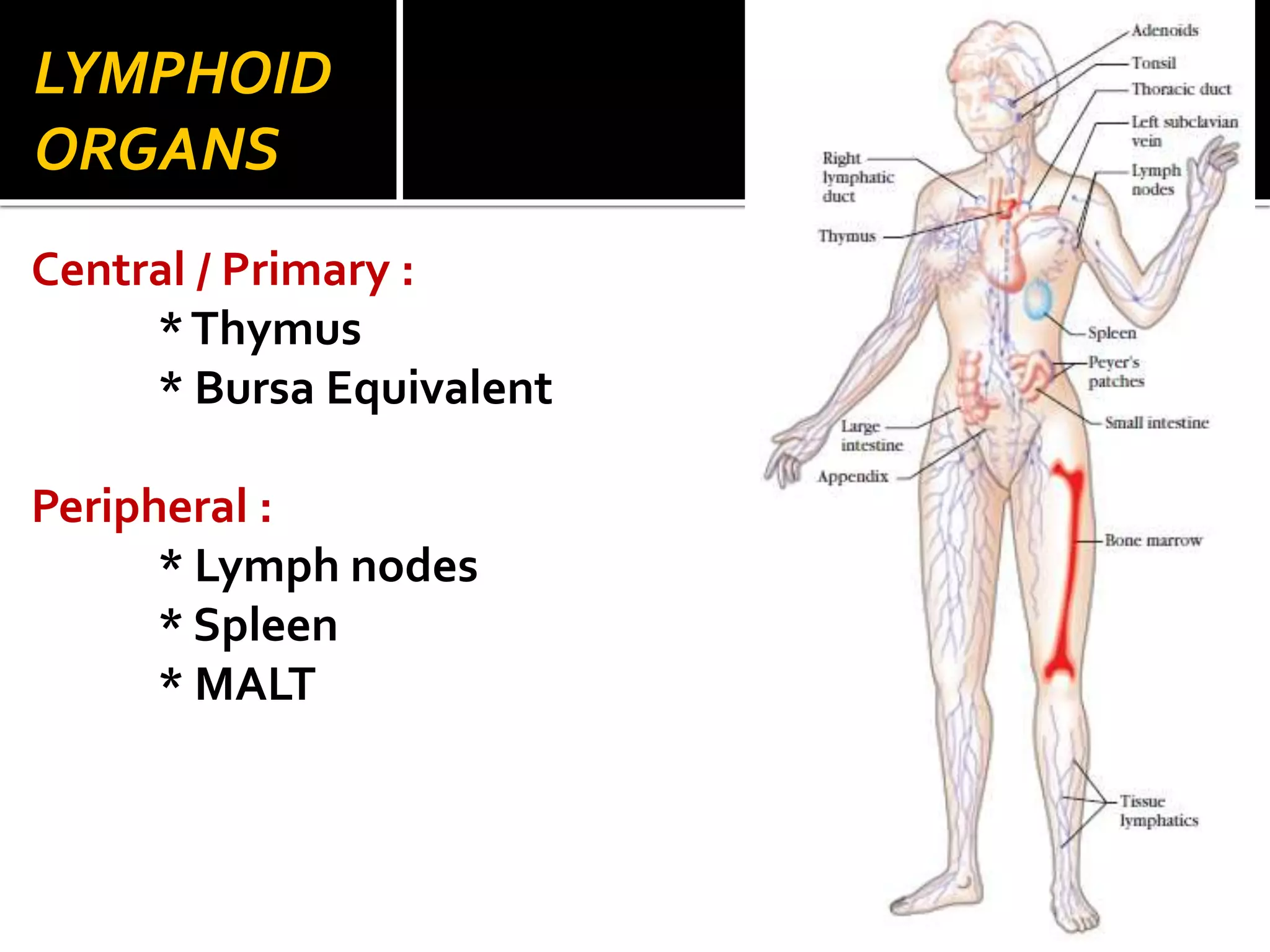 LYMPHOID 
ORGANS 
Central / Primary : 
* Thymus 
* Bursa Equivalent 
Peripheral : 
* Lymph nodes 
* Spleen 
* MALT 
 