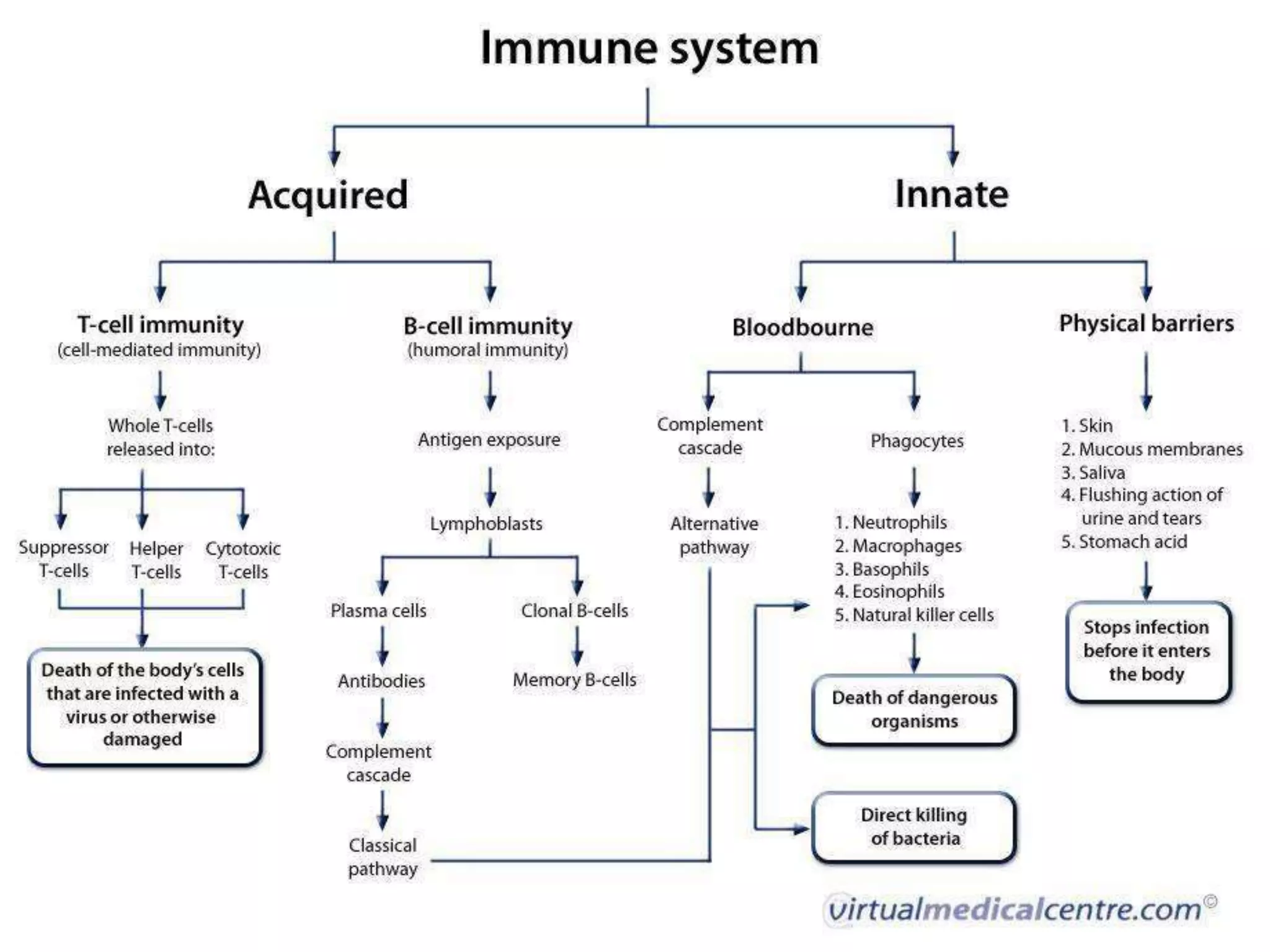 Immune mechanisms