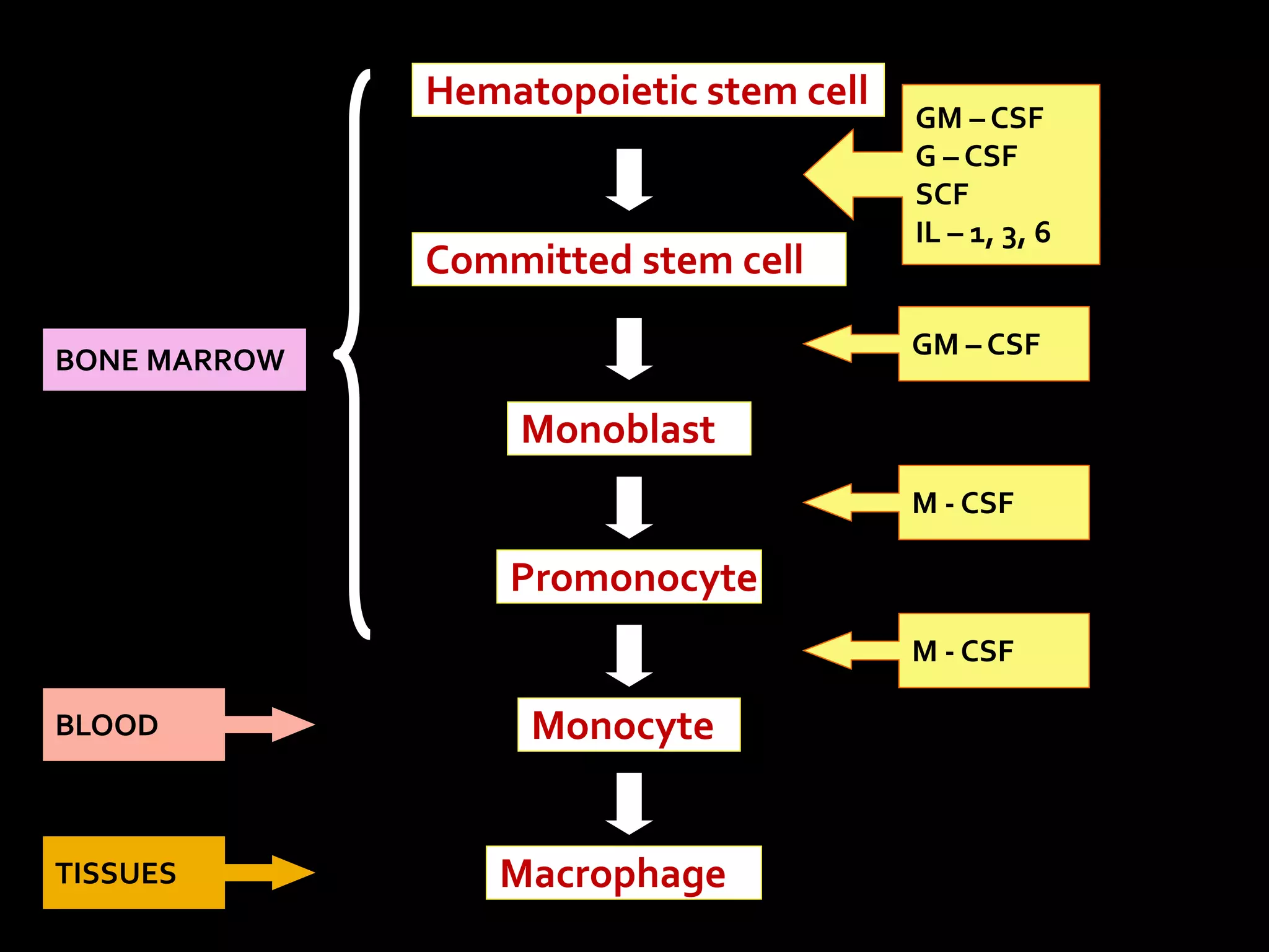 Hematopoietic stem cell 
Committed stem cell 
Monoblast 
Promonocyte 
Monocyte 
Macrophage 
GM – CSF 
G – CSF 
SCF 
IL – 1, 3, 6 
GM – CSF 
M - CSF 
M - CSF 
BONE MARROW 
BLOOD 
TISSUES 
 