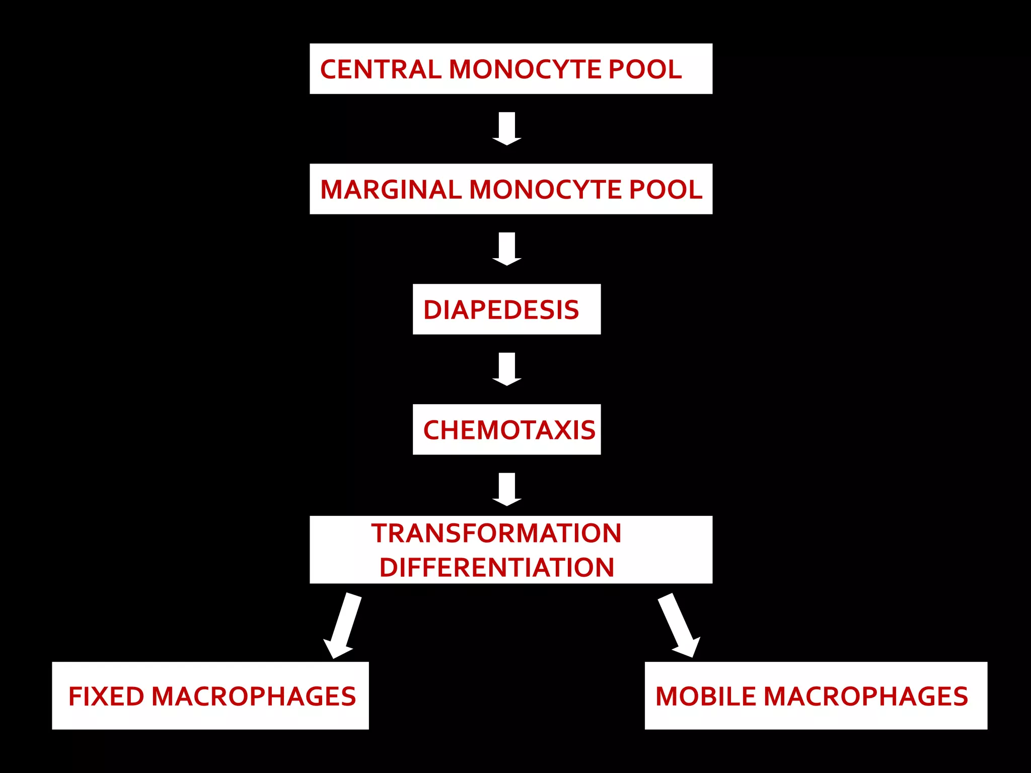CENTRAL MONOCYTE POOL 
MARGINAL MONOCYTE POOL 
DIAPEDESIS 
CHEMOTAXIS 
TRANSFORMATION 
DIFFERENTIATION 
FIXED MACROPHAGES MOBILE MACROPHAGES 
 