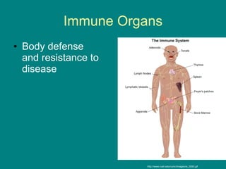 Immune Organs ,[object Object],http://www.rush.edu/rumc/images/ei_0093.gif 