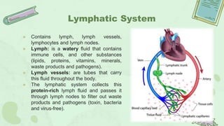 Lymphatic System
● Contains lymph, lymph vessels,
lymphocytes and lymph nodes.
● Lymph: is a watery fluid that contains
immune cells, and other substances
(lipids, proteins, vitamins, minerals,
waste products and pathogens).
● Lymph vessels: are tubes that carry
this fluid throughout the body.
● The lymphatic system collects this
protein-rich lymph fluid and passes it
through lymph nodes to filter out waste
products and pathogens (toxin, bacteria
and virus-free).
 