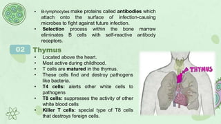 • B-lymphocytes make proteins called antibodies which
attach onto the surface of infection-causing
microbes to fight against future infection.
• Selection process within the bone marrow
eliminates B cells with self-reactive antibody
receptors.
02 Thymus
• Located above the heart.
• Most active during childhood.
• T cells are matured in the thymus.
• These cells find and destroy pathogens
like bacteria.
• T4 cells: alerts other white cells to
pathogens
• T8 cells: suppresses the activity of other
white blood cells
• Killer T cells: special type of T8 cells
that destroys foreign cells.
 