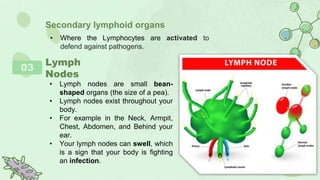 03
Secondary lymphoid organs
• Where the Lymphocytes are activated to
defend against pathogens.
Lymph
Nodes
• Lymph nodes are small bean-
shaped organs (the size of a pea).
• Lymph nodes exist throughout your
body.
• For example in the Neck, Armpit,
Chest, Abdomen, and Behind your
ear.
• Your lymph nodes can swell, which
is a sign that your body is fighting
an infection.
 