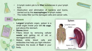 • A lymph node’s job is to filter substances in your lymph
fluid.
• Destruction and elimination of bacteria and toxins,
carried out by the macrophages in lymph nodes.
• The nodes filter out the damaged cells and cancer cells.
04 Spleen
• Largest lymphatic organ, spleen is a
small organ inside your left rib cage,
just above the stomach.
• Stores blood
• Filters blood by removing cellular
waste and getting rid of old or
damaged blood cells.
• Makes white blood cells and
antibodies that help you fight infection.
• Maintains the levels of fluid in your
body.
 