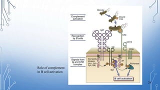 Base B Complement System Immune receptors | PPTX