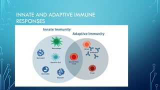 immune regulation system in human body . pptx | PPTX