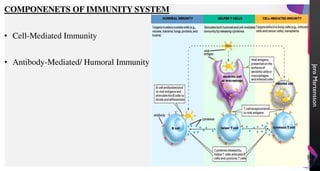 Jens
Martensson
COMPONENETS OF IMMUNITY SYSTEM
• Cell-Mediated Immunity
• Antibody-Mediated/ Humoral Immunity
 