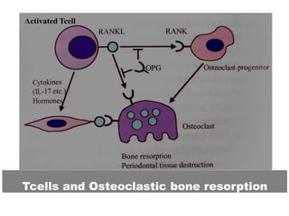 Immune responses in periodontal disease final.pptx