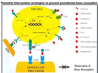 Immune responses in periodontal disease final.pptx