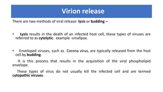 Virion release
There are two methods of viral release: lysis or budding –
• Lysis results in the death of an infected host cell, these types of viruses are
referred to as cytolytic. example -smallpox.
• Enveloped viruses, such as Corona virus, are typically released from the host
cell by budding.
It is this process that results in the acquisition of the viral phospholipid
envelope.
These types of virus do not usually kill the infected cell and are termed
cytopathic viruses.
 
