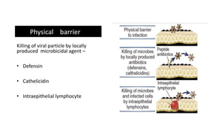 Physical barrier
Killing of viral particle by locally
produced microbicidal agent –
• Defensin
• Cathelicidin
• Intraepithelial lymphocyte
 