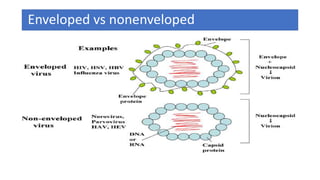 Enveloped vs nonenveloped
 