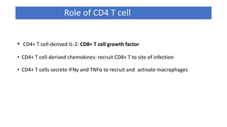 Role of CD4 T cell
• CD4+ T cell-derived IL-2: CD8+ T cell growth factor
• CD4+ T cell-derived chemokines: recruit CD8+ T to site of infection
• CD4+ T cells secrete IFNγ and TNFα to recruit and activate macrophages
 