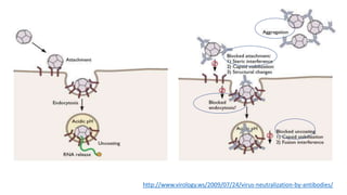 http://www.virology.ws/2009/07/24/virus-neutralization-by-antibodies/
 