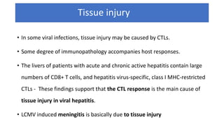 Tissue injury
• In some viral infections, tissue injury may be caused by CTLs.
• Some degree of immunopathology accompanies host responses.
• The livers of patients with acute and chronic active hepatitis contain large
numbers of CD8+ T cells, and hepatitis virus-specific, class I MHC-restricted
CTLs - These findings support that the CTL response is the main cause of
tissue injury in viral hepatitis.
• LCMV induced meningitis is basically due to tissue injury
 