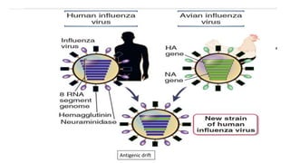 Antigenic drift
 