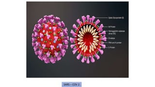 SARS – COV 2
 