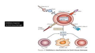 Inhibitory response
to limit tissue damage
 