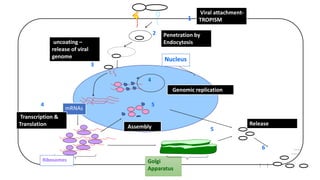 1
2
4
3
5
5
4
6
Golgi
Apparatus
mRNAs
Nucleus
Ribosomes
Penetration by
Endocytosis
Viral attachment-
TROPISM
uncoating –
release of viral
genome
Genomic replication
Assembly
Transcription &
Translation Release
 