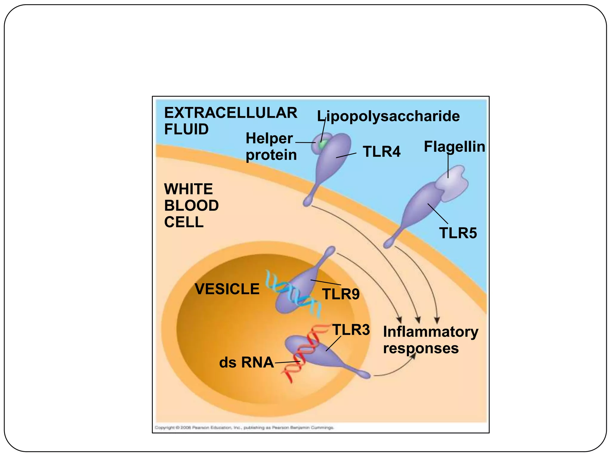 EXTRACELLULAR     Lipopolysaccharide
FLUID
        Helper
                         TLR4   Flagellin
        protein

WHITE
BLOOD
CELL
                                  TLR5


   VESICLE        TLR9

                   TLR3 Inflammatory
                        responses
      ds RNA
 