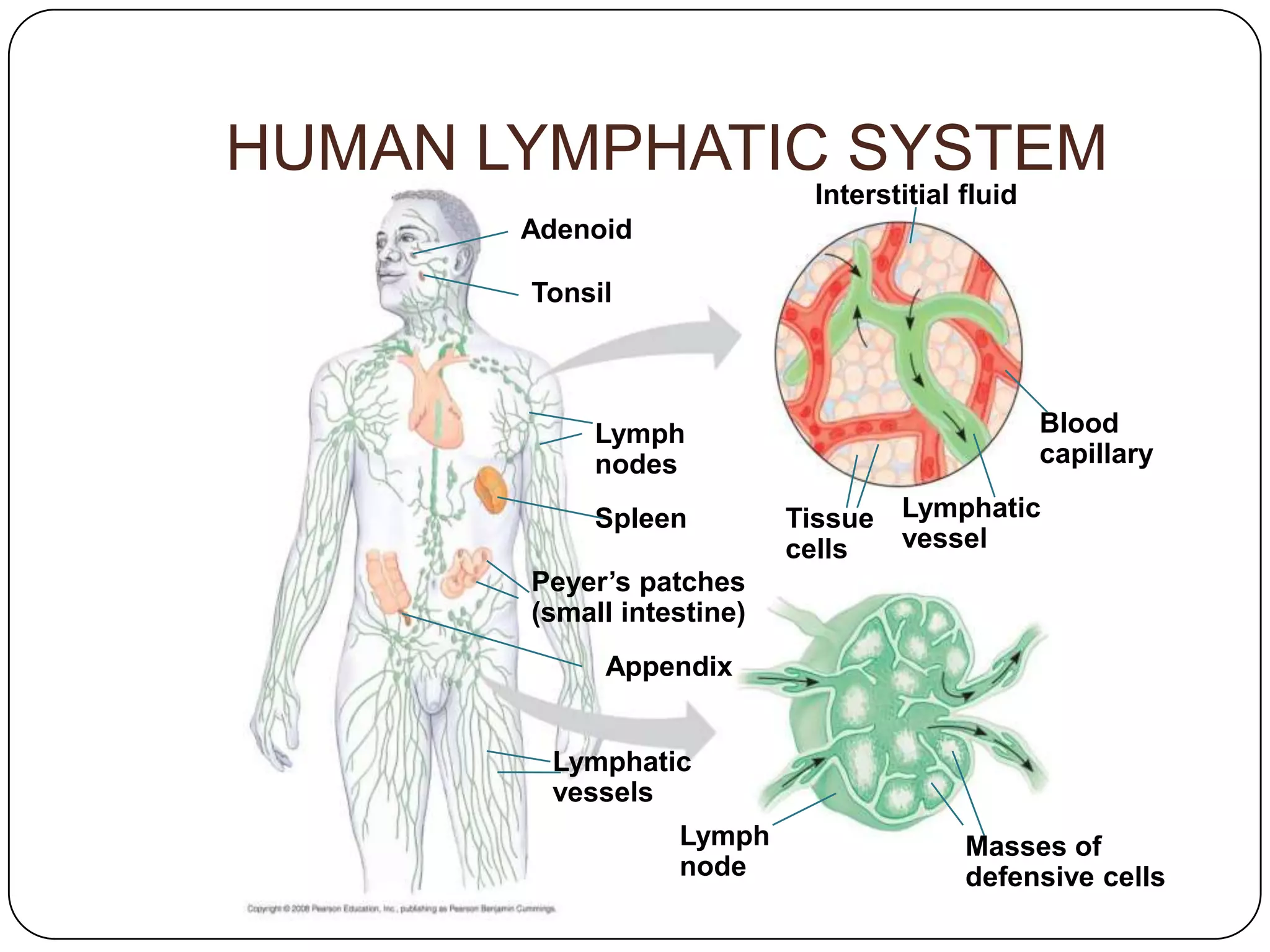 HUMAN LYMPHATIC SYSTEM
                            Interstitial fluid
       Adenoid

       Tonsil




            Lymph                                Blood
            nodes                                capillary

            Spleen         Tissue Lymphatic
                           cells  vessel
       Peyer’s patches
       (small intestine)
            Appendix


        Lymphatic
        vessels
                  Lymph                  Masses of
                  node                   defensive cells
 