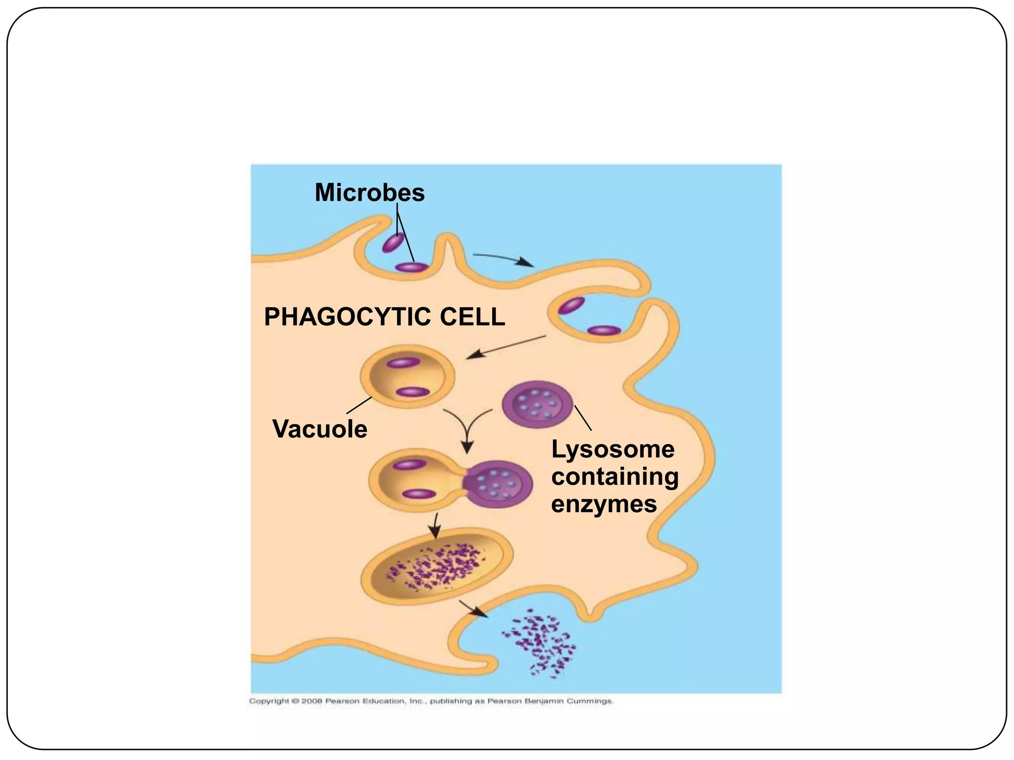 Microbes



PHAGOCYTIC CELL



Vacuole
                  Lysosome
                  containing
                  enzymes
 