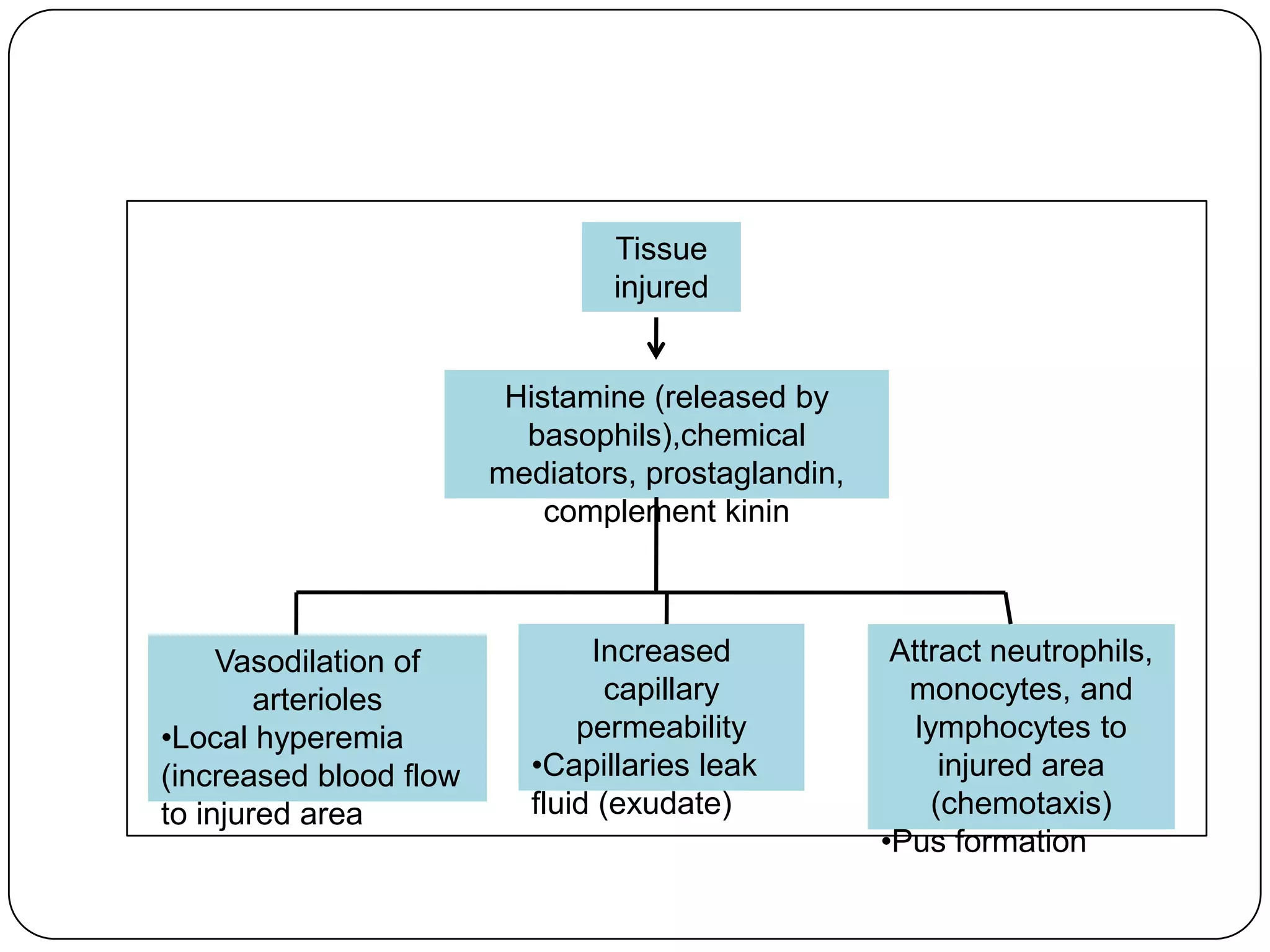 Tissue
                                injured


                         Histamine (released by
                          basophils),chemical
                        mediators, prostaglandin,
                            complement kinin



     Vasodilation of           Increased             Attract neutrophils,
        arterioles              capillary             monocytes, and
•Local hyperemia              permeability             lymphocytes to
(increased blood flow     •Capillaries leak               injured area
to injured area           fluid (exudate)                (chemotaxis)
                                                    •Pus formation
 