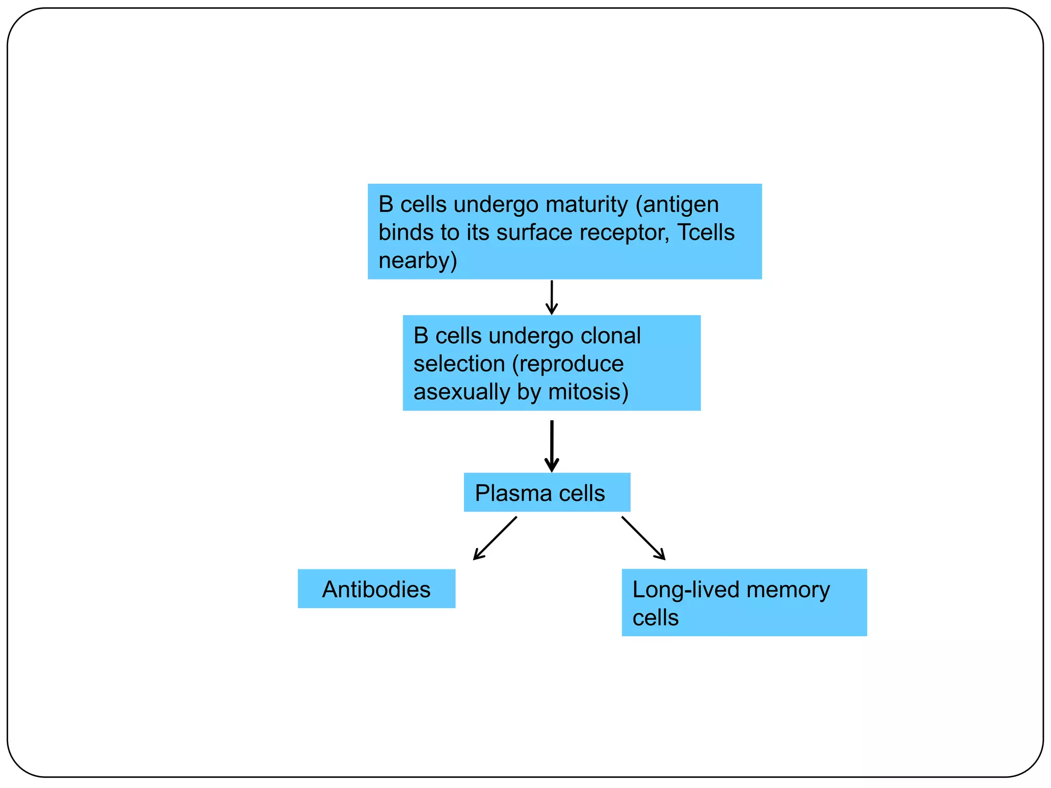 B cells undergo maturity (antigen
     binds to its surface receptor, Tcells
     nearby)


        B cells undergo clonal
        selection (reproduce
        asexually by mitosis)



              Plasma cells



Antibodies                     Long-lived memory
                               cells
 