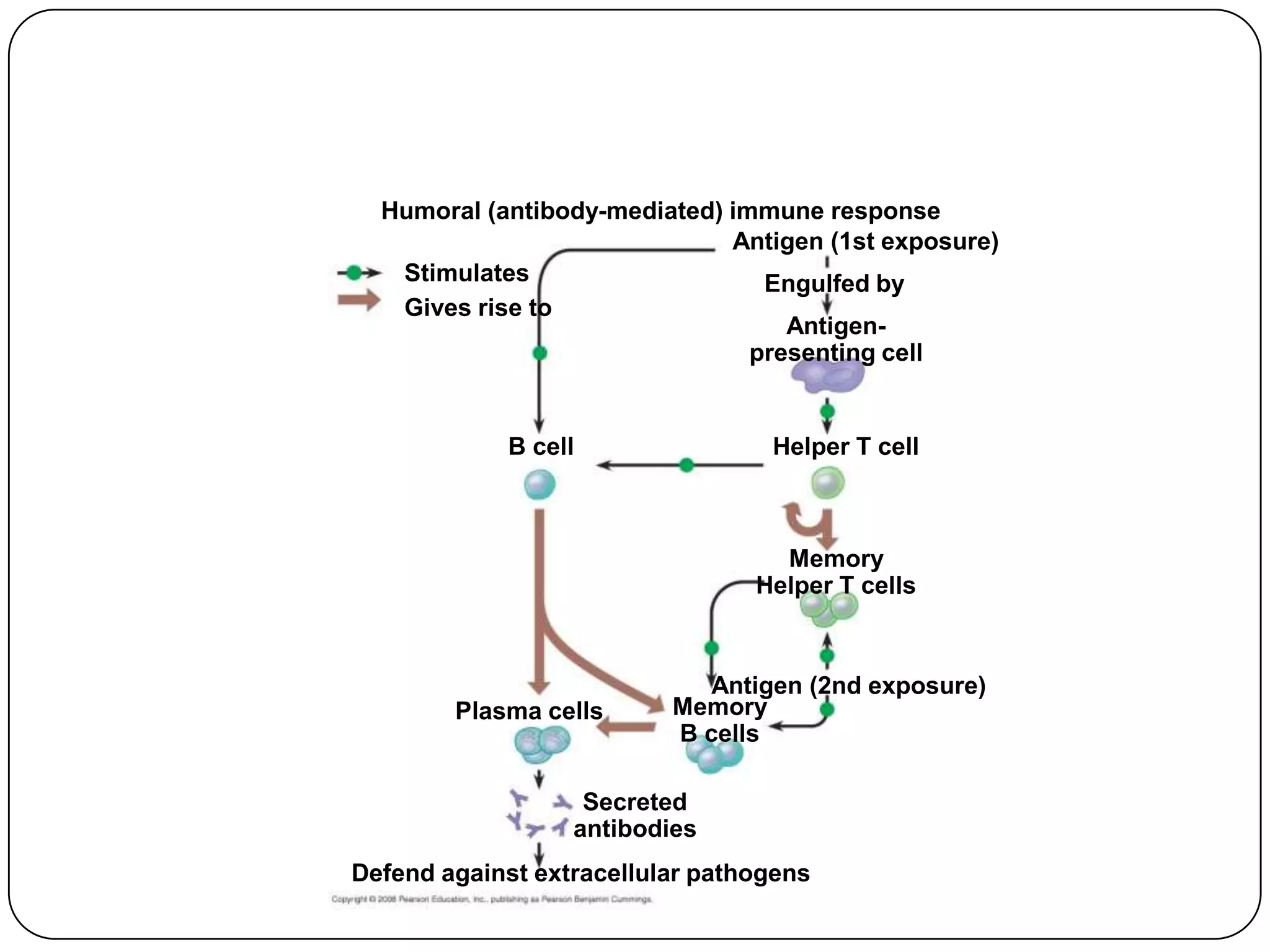 Humoral (antibody-mediated) immune response
                              Antigen (1st exposure)
   Stimulates                    Engulfed by
   Gives rise to
                                   Antigen-
                                presenting cell


            B cell                Helper T cell



                                   Memory
                                 Helper T cells



                            Antigen (2nd exposure)
        Plasma cells      Memory
                          B cells

                   Secreted
                  antibodies
Defend against extracellular pathogens
 