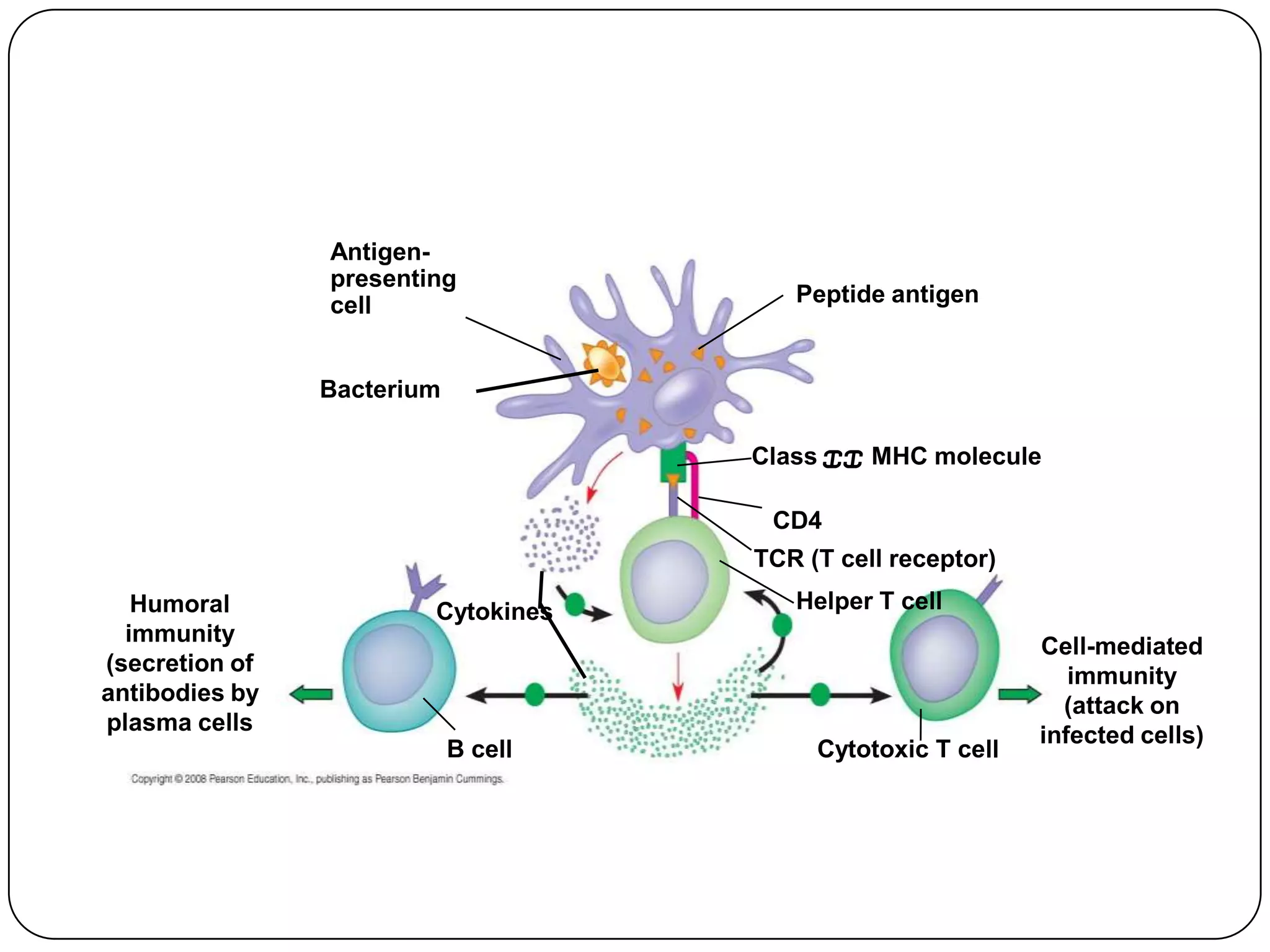 Antigen-
                presenting
                cell                    Peptide antigen


                Bacterium

                                     Class II MHC molecule

                                      CD4
                                     TCR (T cell receptor)
   Humoral              Cytokines       Helper T cell
  immunity
                                                             Cell-mediated
(secretion of
                                                                immunity
antibodies by
                                                               (attack on
plasma cells
                                                             infected cells)
                            B cell        Cytotoxic T cell
 