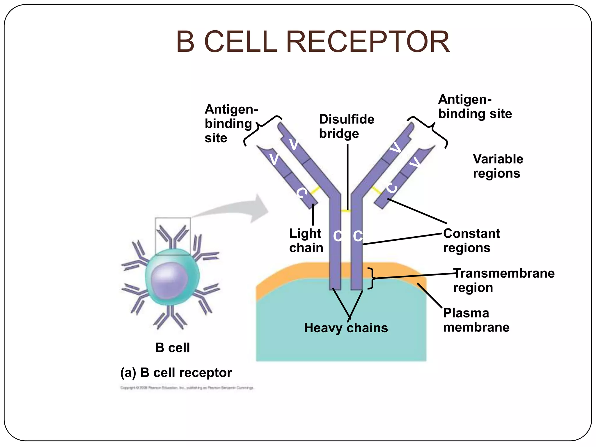 B CELL RECEPTOR
                                                Antigen-
              Antigen-                          binding site
              binding              Disulfide
              site                 bridge
                             V
                         V                           Variable
                                                     regions



                             Light C C          Constant
                             chain              regions
                                                  Transmembrane
                                                  region
                                                Plasma
                                 Heavy chains   membrane
     B cell
(a) B cell receptor
 