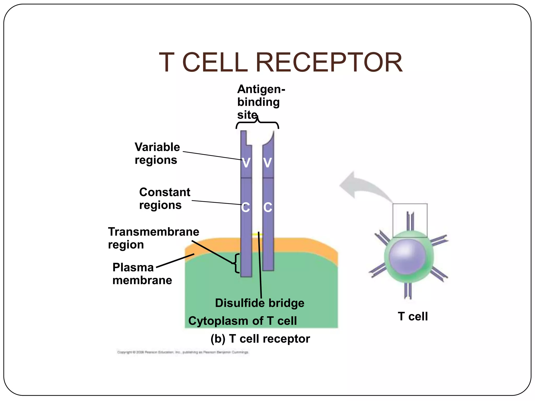 T CELL RECEPTOR
                      Antigen-
                      binding
                      site

   Variable
   regions             V V

    Constant
    regions            C C
Transmembrane
region
Plasma
membrane
                  Disulfide bridge
              Cytoplasm of T cell      T cell
                 (b) T cell receptor
 