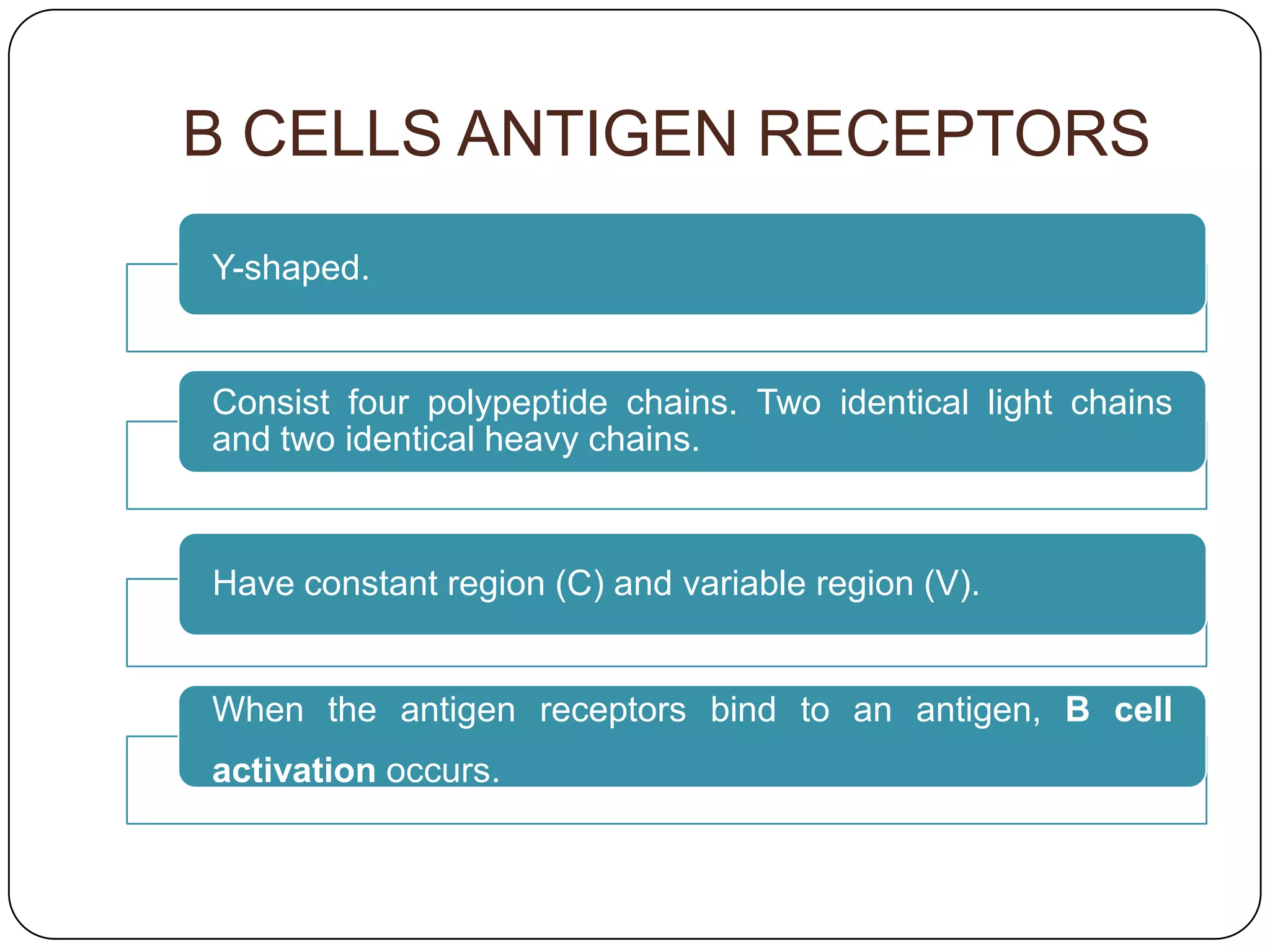 B CELLS ANTIGEN RECEPTORS
Y-shaped.


Consist four polypeptide chains. Two identical light chains
and two identical heavy chains.



Have constant region (C) and variable region (V).


When the antigen receptors bind to an antigen, B cell
activation occurs.
 