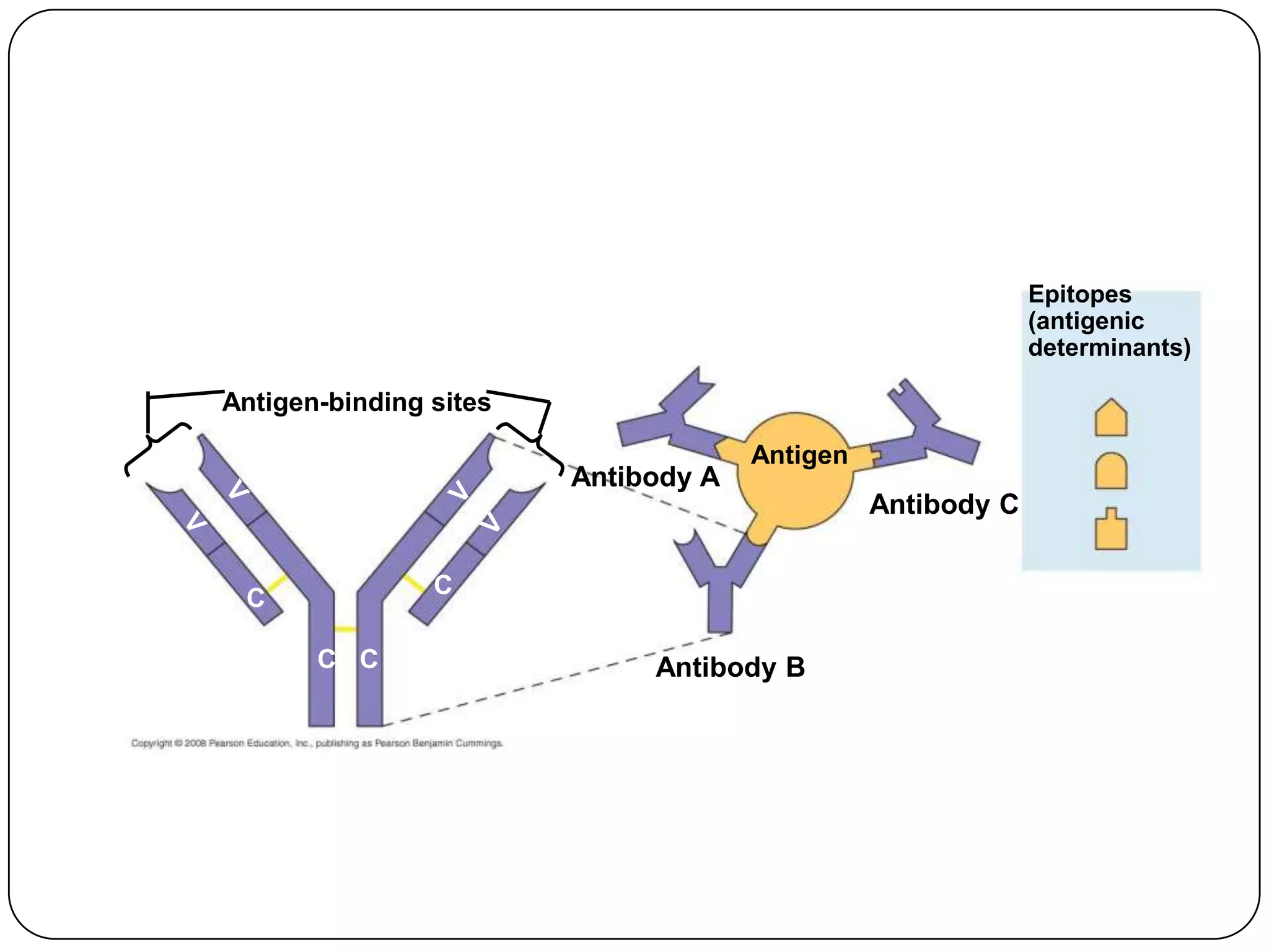 Epitopes
                                                            (antigenic
                                                            determinants)

Antigen-binding sites

                                     Antigen
                        Antibody A
                                               Antibody C


 C              C

       C C                   Antibody B
 