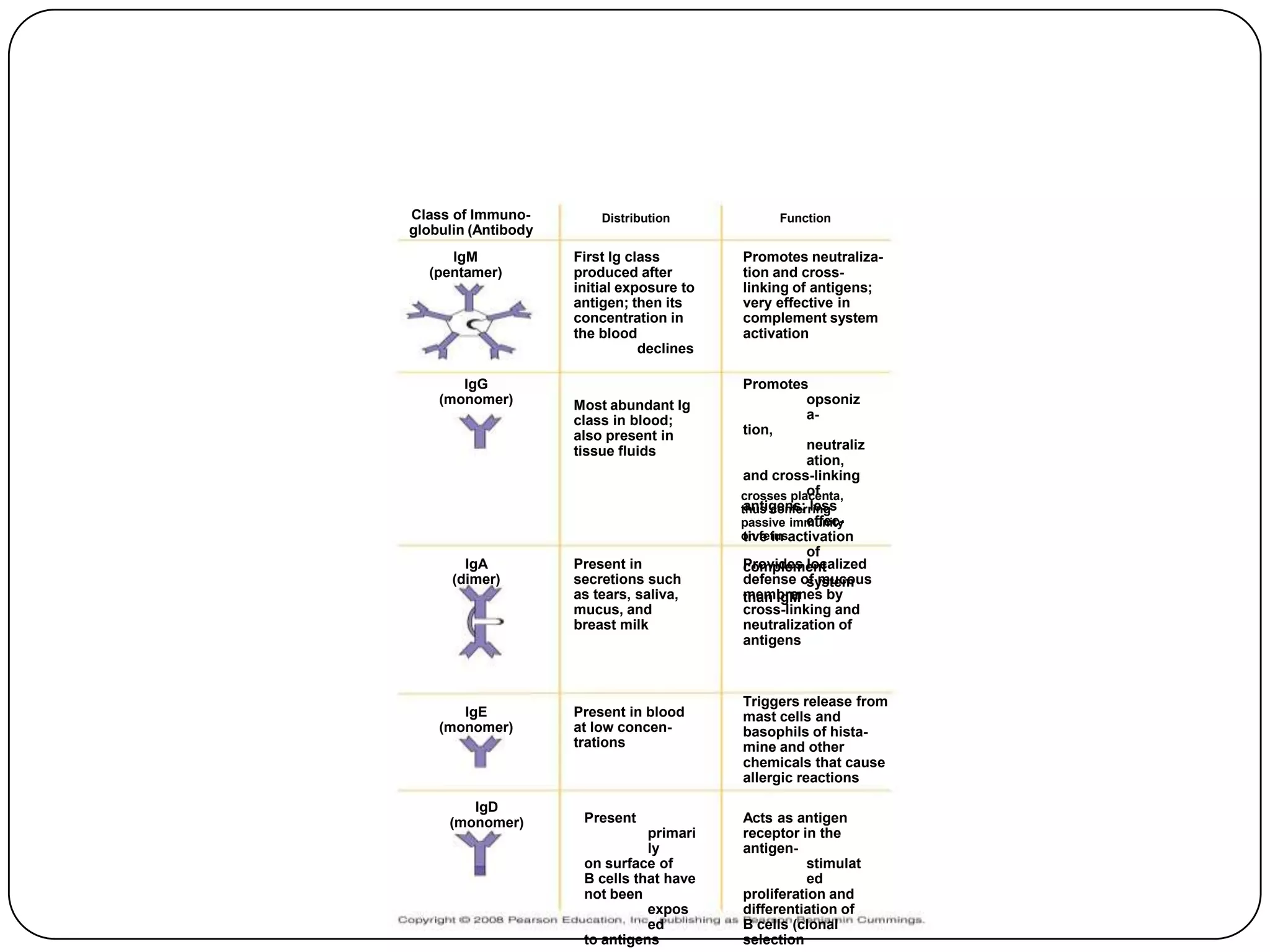 Class of Immuno-         Distribution           Function
globulin (Antibody
     IgM             First Ig class        Promotes neutraliza-
  (pentamer)         produced after        tion and cross-
                     initial exposure to   linking of antigens;
                     antigen; then its     very effective in
                     concentration in      complement system
                     the blood             activation
                                declines

       IgG                                  Promotes
    (monomer)        Most abundant Ig                 opsoniz
                     class in blood;                  a-
                     also present in        tion,
                     tissue fluids                    neutraliz
                                                      ation,
                                            and cross-linking
                                                      of
                                           crosses placenta,
                                            antigens; less
                                           thus conferring
                                                      effec-
                                           passive immunity
                                           on fetusactivation
                                            tive in
                                                      of
        IgA          Present in             Provides localized
                                            complement
      (dimer)        secretions such        defense of mucous
                                                      system
                     as tears, saliva,      membranes by
                                            than IgM
                     mucus, and             cross-linking and
                     breast milk            neutralization of
                                            antigens



                                           Triggers release from
       IgE           Present in blood      mast cells and
    (monomer)        at low concen-        basophils of hista-
                     trations              mine and other
                                           chemicals that cause
                                           allergic reactions

        IgD
     (monomer)        Present              Acts as antigen
                                primari    receptor in the
                                ly         antigen-
                      on surface of                   stimulat
                      B cells that have               ed
                      not been             proliferation and
                                expos      differentiation of
                                ed         B cells (clonal
                      to antigens          selection
 