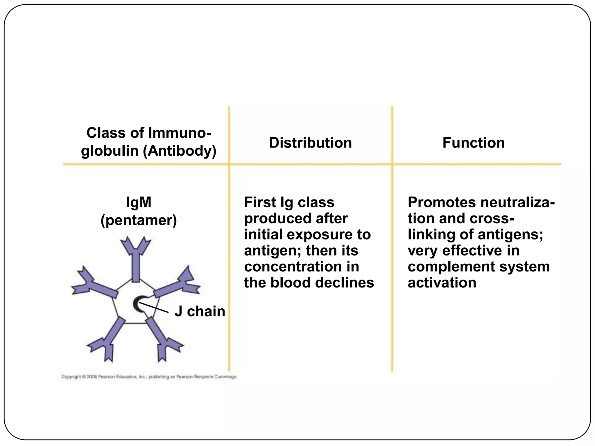 Class of Immuno-
                          Distribution           Function
globulin (Antibody)


     IgM               First Ig class        Promotes neutraliza-
  (pentamer)           produced after        tion and cross-
                       initial exposure to   linking of antigens;
                       antigen; then its     very effective in
                       concentration in      complement system
                       the blood declines    activation
             J chain
 