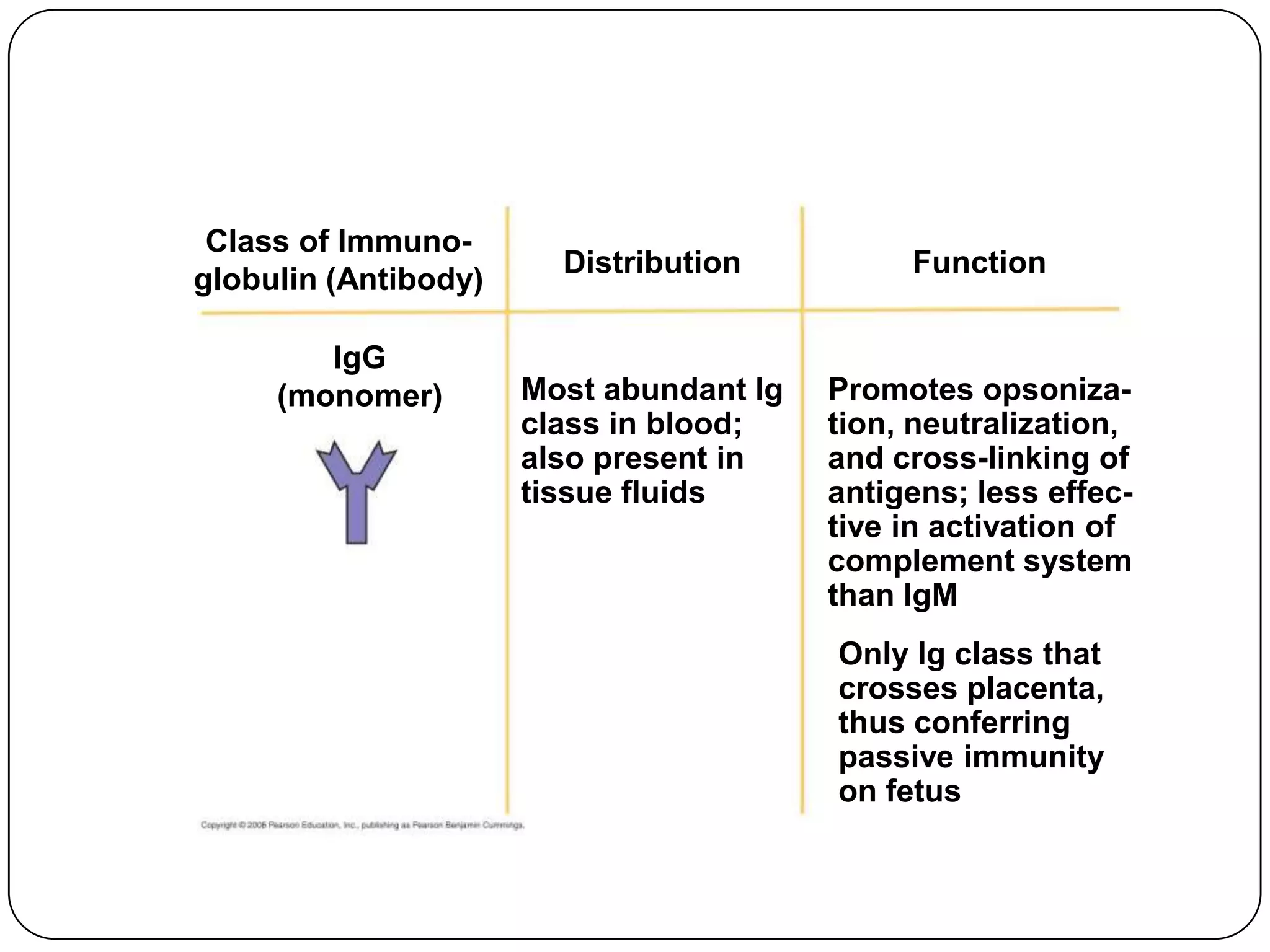 Class of Immuno-
                        Distribution          Function
globulin (Antibody)

        IgG
     (monomer)        Most abundant Ig   Promotes opsoniza-
                      class in blood;    tion, neutralization,
                      also present in    and cross-linking of
                      tissue fluids      antigens; less effec-
                                         tive in activation of
                                         complement system
                                         than IgM
                                         Only Ig class that
                                         crosses placenta,
                                         thus conferring
                                         passive immunity
                                         on fetus
 