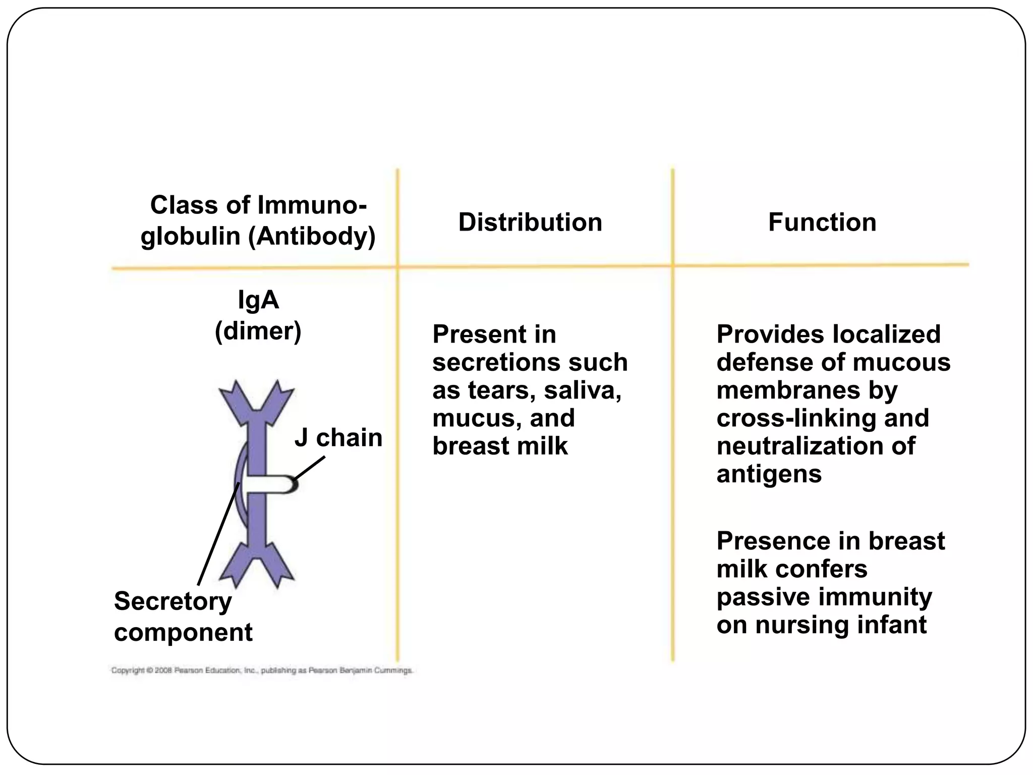 Class of Immuno-
                         Distribution          Function
 globulin (Antibody)

        IgA
      (dimer)          Present in          Provides localized
                       secretions such     defense of mucous
                       as tears, saliva,   membranes by
                       mucus, and          cross-linking and
             J chain   breast milk         neutralization of
                                           antigens

                                           Presence in breast
                                           milk confers
Secretory                                  passive immunity
component                                  on nursing infant
 