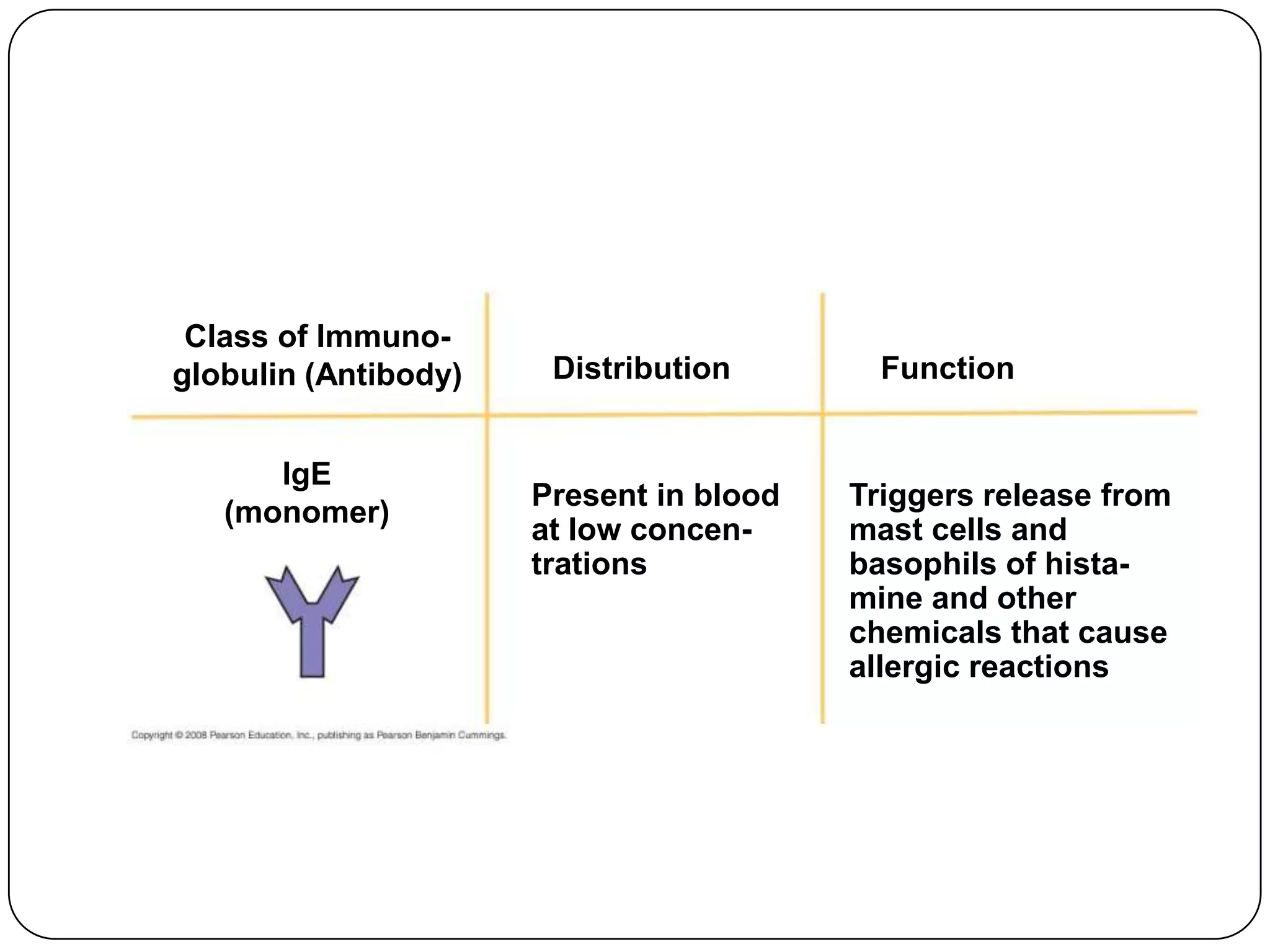 Class of Immuno-
globulin (Antibody)    Distribution        Function


      IgE
                      Present in blood   Triggers release from
   (monomer)
                      at low concen-     mast cells and
                      trations           basophils of hista-
                                         mine and other
                                         chemicals that cause
                                         allergic reactions
 
