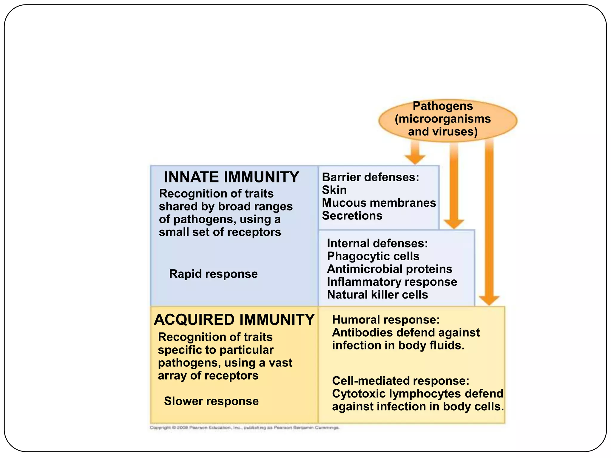 Pathogens
                                      (microorganisms
                                        and viruses)


 INNATE IMMUNITY          Barrier defenses:
Recognition of traits     Skin
shared by broad ranges    Mucous membranes
of pathogens, using a     Secretions
small set of receptors
                          Internal defenses:
                          Phagocytic cells
 Rapid response           Antimicrobial proteins
                          Inflammatory response
                          Natural killer cells

ACQUIRED IMMUNITY          Humoral response:
Recognition of traits      Antibodies defend against
specific to particular     infection in body fluids.
pathogens, using a vast
array of receptors         Cell-mediated response:
                           Cytotoxic lymphocytes defend
 Slower response           against infection in body cells.
 