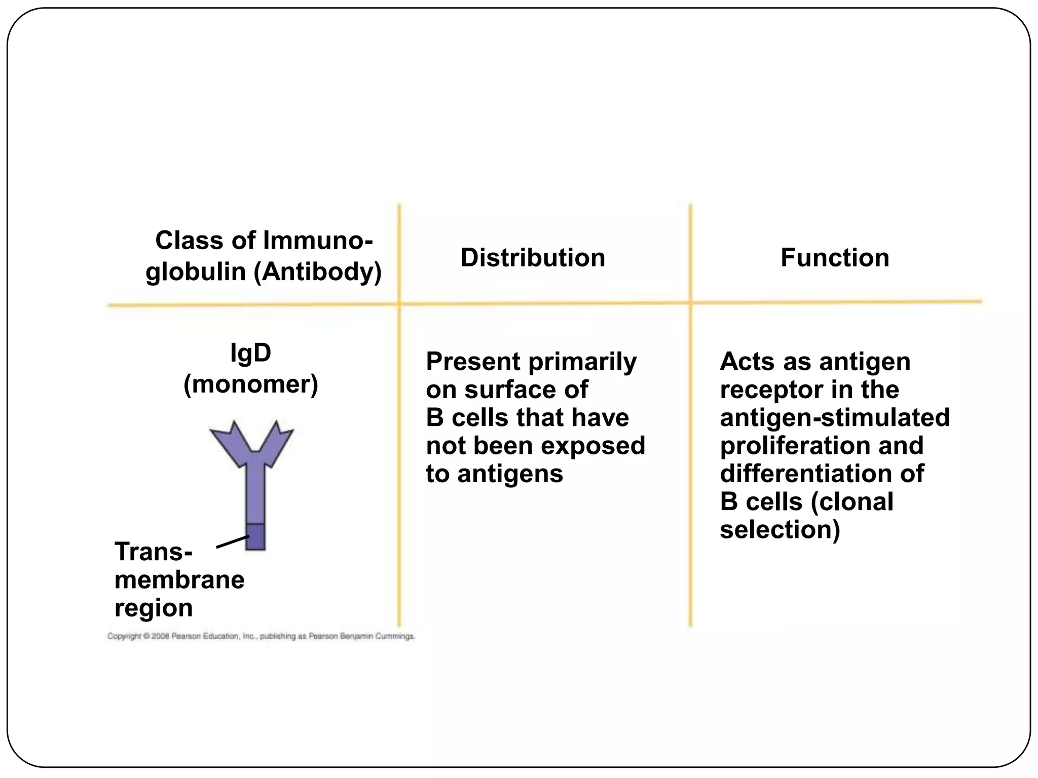 Class of Immuno-
                         Distribution          Function
 globulin (Antibody)


       IgD             Present primarily   Acts as antigen
    (monomer)          on surface of       receptor in the
                       B cells that have   antigen-stimulated
                       not been exposed    proliferation and
                       to antigens         differentiation of
                                           B cells (clonal
                                           selection)
Trans-
membrane
region
 