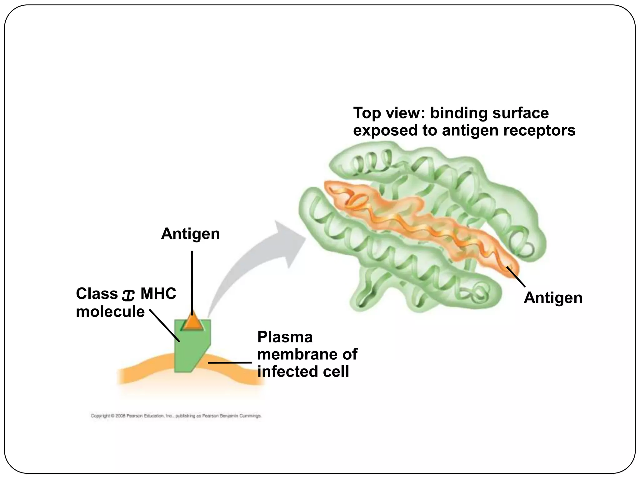 Top view: binding surface
                               exposed to antigen receptors




         Antigen


Class I MHC                                         Antigen
molecule
                   Plasma
                   membrane of
                   infected cell
 