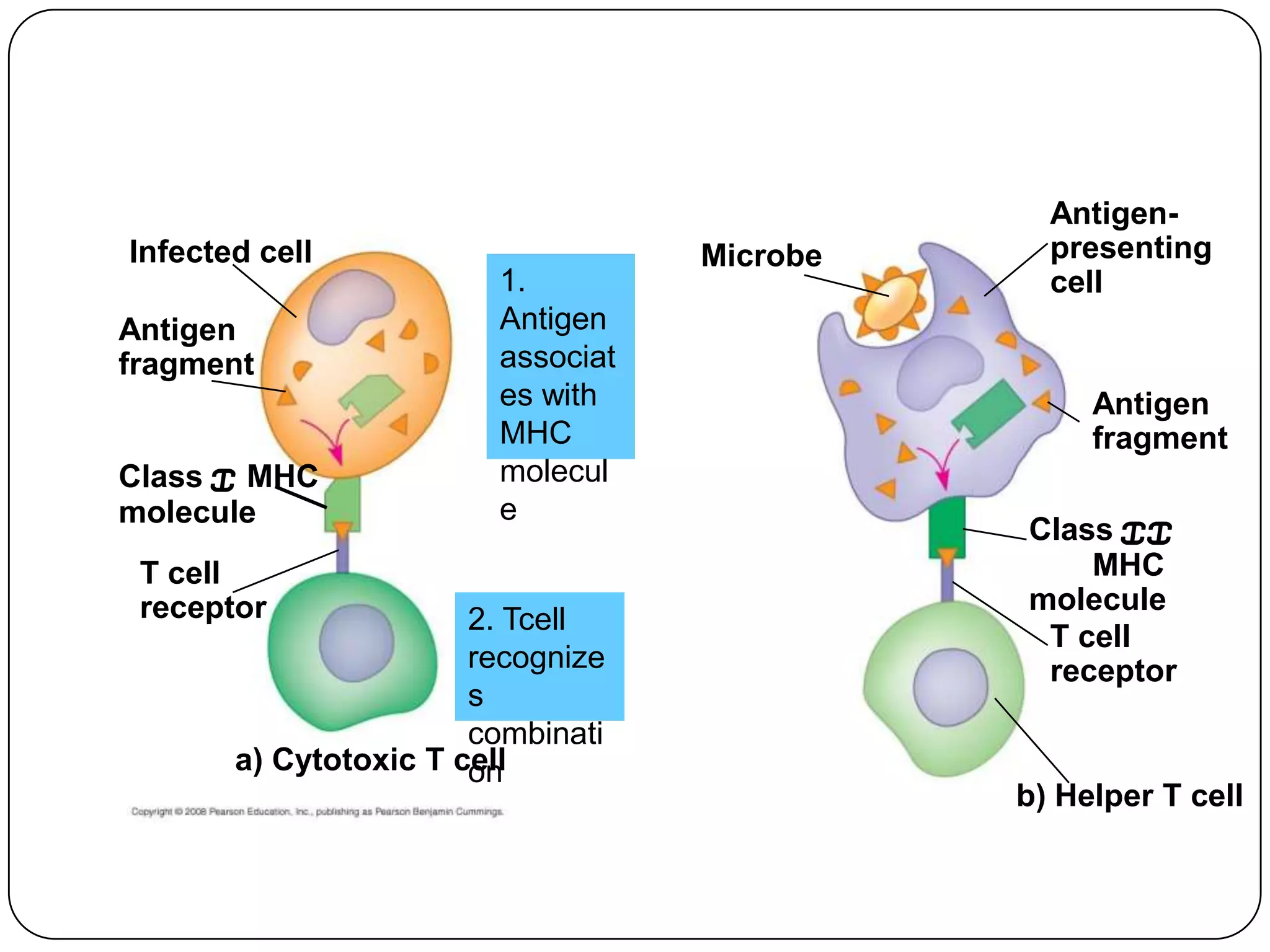 Antigen-
Infected cell                      Microbe     presenting
                        1.                     cell
Antigen                 Antigen
fragment                associat
                        es with                   Antigen
                        MHC                       fragment
Class I MHC             molecul
molecule                e
                                             Class II
 T cell                                          MHC
 receptor                                    molecule
                       2. Tcell
                                              T cell
                       recognize              receptor
                       s
                       combinati
       a) Cytotoxic T cell
                       on
                                             b) Helper T cell
 