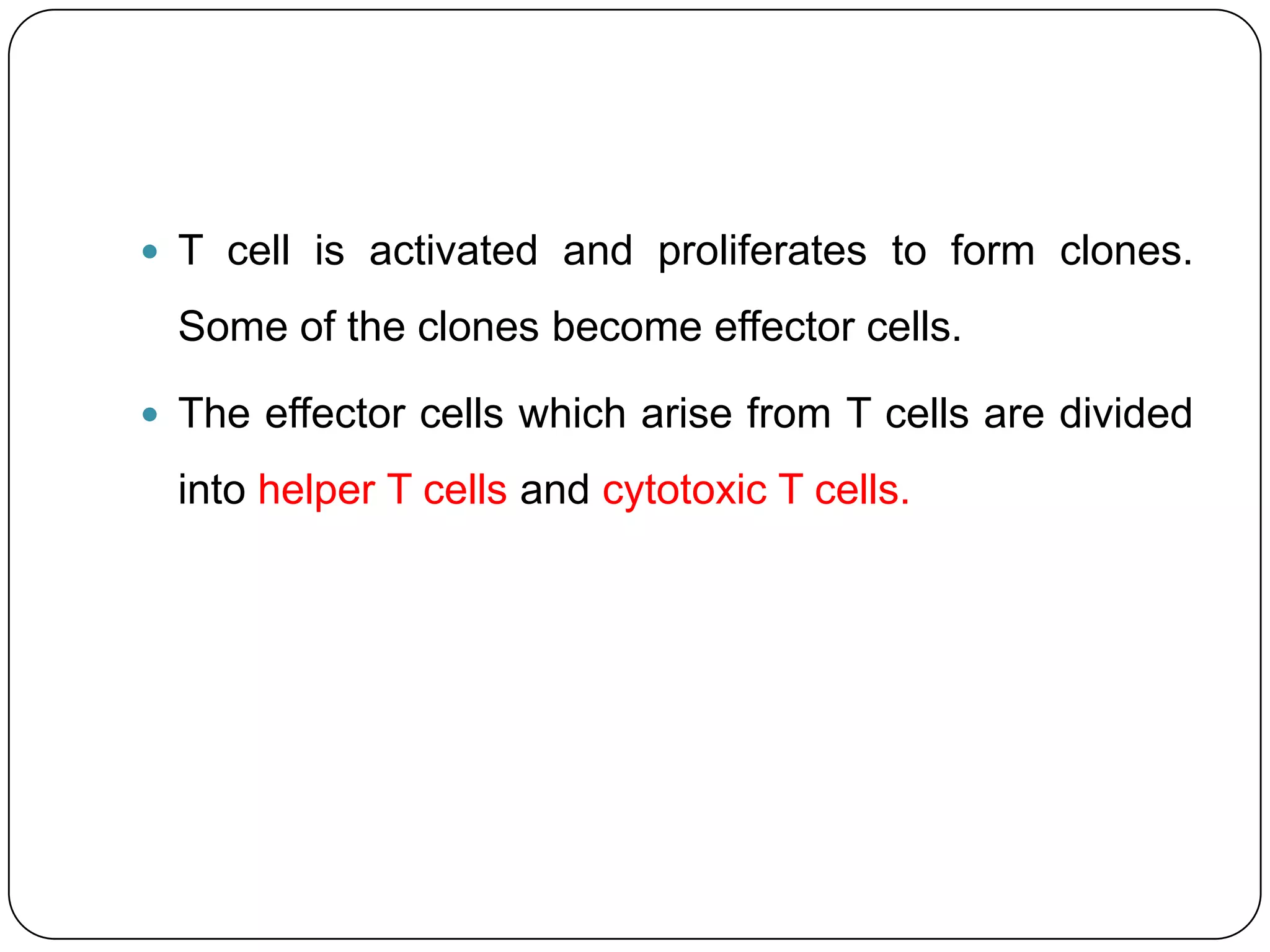  T cell is activated and proliferates to form clones.

  Some of the clones become effector cells.

 The effector cells which arise from T cells are divided

  into helper T cells and cytotoxic T cells.
 