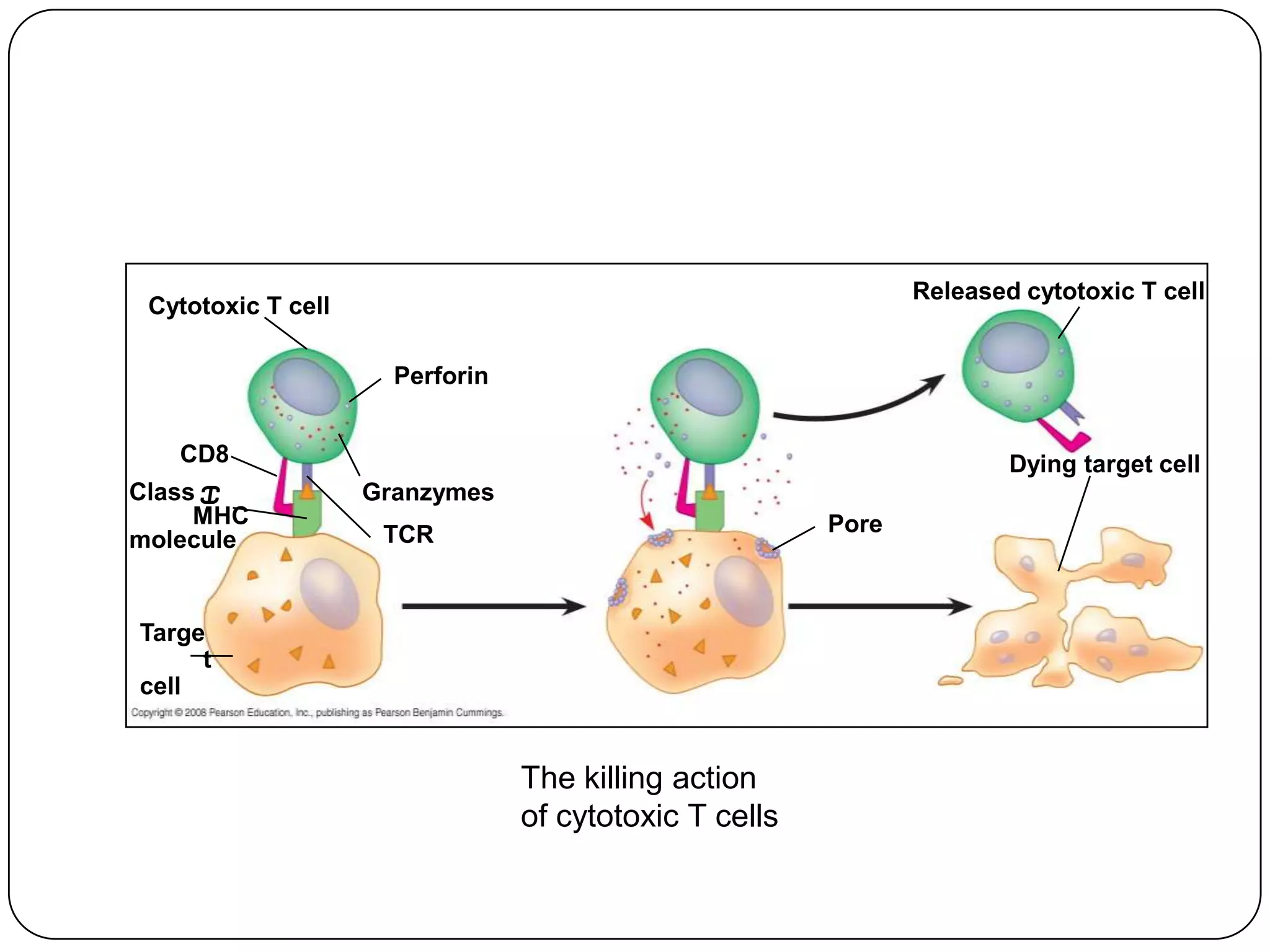 Released cytotoxic T cell
 Cytotoxic T cell

                      Perforin


   CD8                                                                 Dying target cell
Class I             Granzymes
     MHC                                                Pore
molecule             TCR


Targe
     t
cell


                                 The killing action
                                 of cytotoxic T cells
 