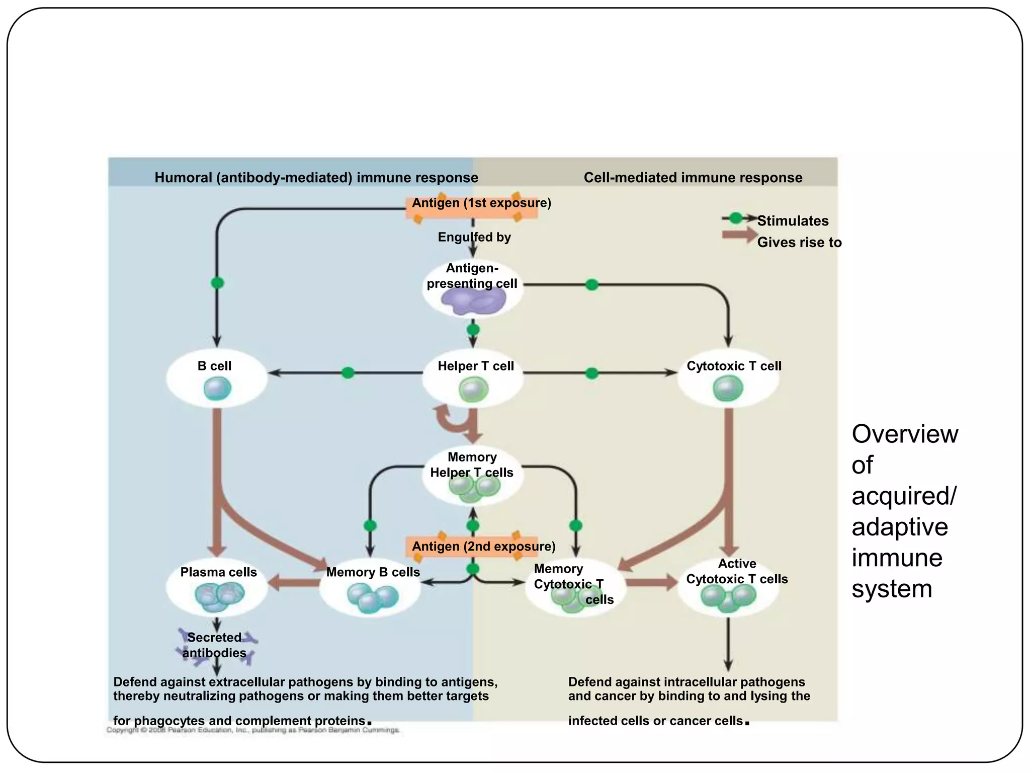 Humoral (antibody-mediated) immune response                            Cell-mediated immune response
                                                Antigen (1st exposure)
                                                                                                               Stimulates
                                                    Engulfed by                                                Gives rise to
                                                      Antigen-
                                                   presenting cell




             B cell                                 Helper T cell                             Cytotoxic T cell




                                                                                                                               Overview
                                                     Memory
                                                   Helper T cells                                                              of
                                                                                                                               acquired/
                                                                                                                               adaptive
                                                Antigen (2nd exposure)

          Plasma cells            Memory B cells                     Memory                        Active                      immune
                                                                                              Cytotoxic T cells
                                                                     Cytotoxic T
                                                                             cells
                                                                                                                               system
            Secreted
           antibodies

Defend against extracellular pathogens by binding to antigens,            Defend against intracellular pathogens
thereby neutralizing pathogens or making them better targets              and cancer by binding to and lysing the
for phagocytes and complement proteins   .                                infected cells or cancer cells   .
 