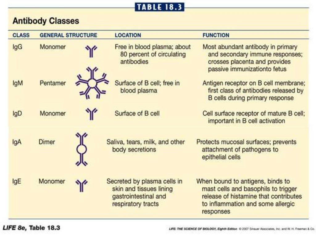 The Immune system