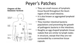 Immune system | PPTX